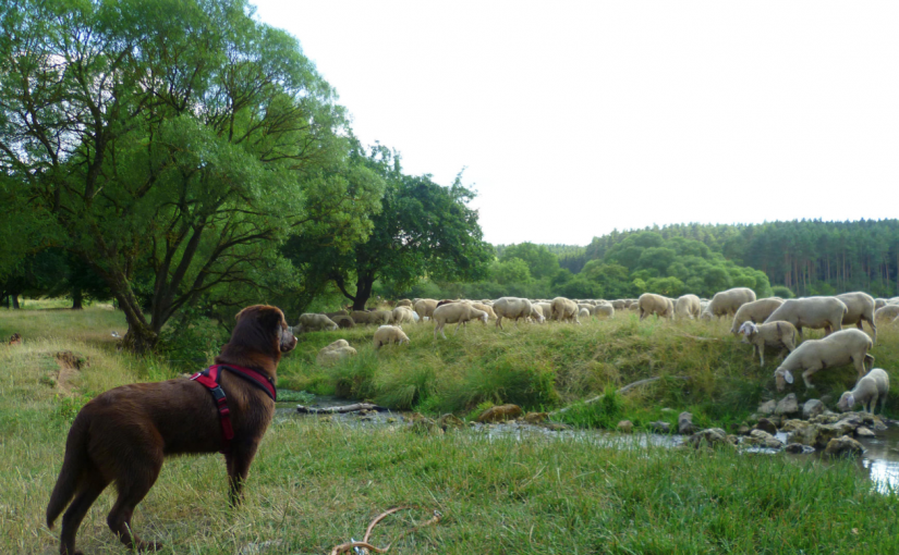 Bild von Therapie·hund Janosch bei einer Schaf·herde