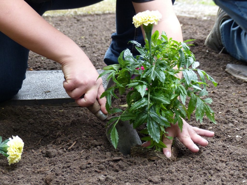 Eine gelbe Blume wird eingepflanzt und mit einer kleinen Schaufel festgedrückt