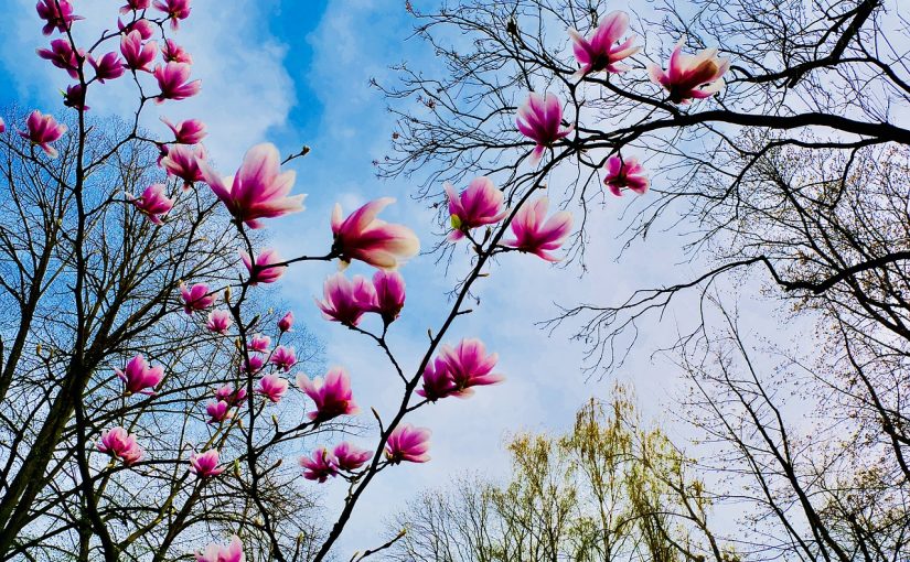 Frühling unter dem Magnolienbaum